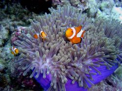 Nemo and family (Anemone Fish) by Ryan Stafford 